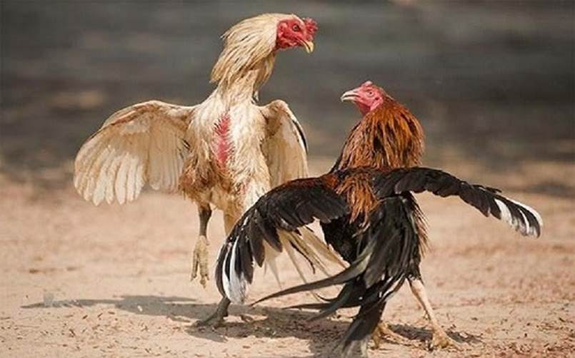 Chiến dịch quảng bá Yue88 đang được tiến hành - Yue88